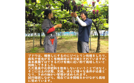 「できるだけ有機に近い形で栽培したい」 桑本農園のシャインマスカット　1.2kg（600g前後×2房）