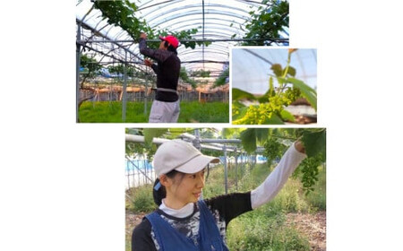 「できるだけ有機に近い形で栽培したい」 桑本農園のシャインマスカット　1.2kg（600g前後×2房）