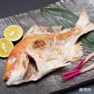 天然釣りレンコ鯛（下処理済）【1-006】