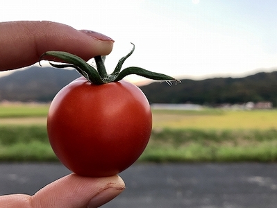 出雲の國からの贈り物～トマトを超えた超トマト１kg【1_2-020】