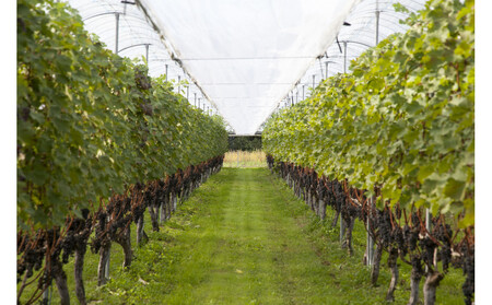 100%ぶどうジュースデラウェア4本セット