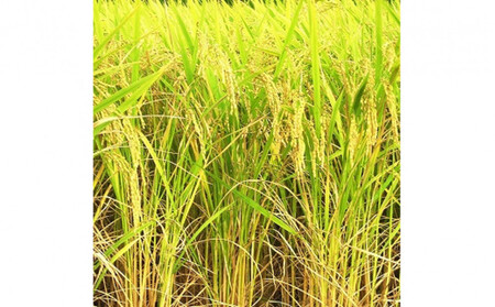 【ふるさと納税】お米 令和7年産 出雲きぬむすめ5kg