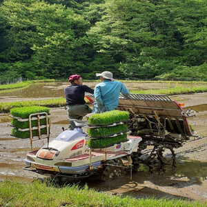 【令和7年産】有機肥料米ナオちゃんのお米【出雲市産きぬむすめ】4kg（1kg×4袋）美味しい お米 精米 贈答 有機栽培 出雲市産