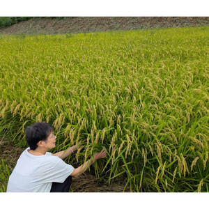 【令和7年産】有機肥料米ナオちゃんのお米【出雲市産きぬむすめ】4kg（1kg×4袋）美味しい お米 精米 贈答 有機栽培 出雲市産