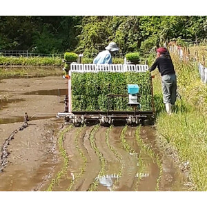 【令和7年産】有機肥料米ナオちゃんのお米【出雲市産きぬむすめ】5kg（1袋）美味しい お米 精米 有機栽培 出雲市産