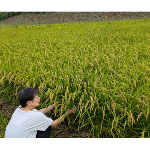 【令和7年産】有機肥料米ナオちゃんのお米【出雲市産きぬむすめ】5kg（1袋）美味しい お米 精米 有機栽培 出雲市産