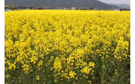 出雲の菜種油920g×6本 セット