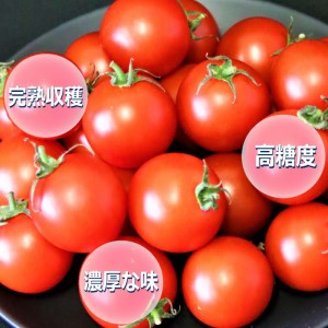 高糖度フルーツトマト【出雲の加田屋】のぞみトマト糖度8以上【1-083】