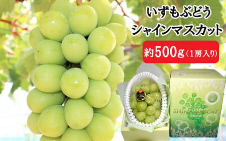 【2026年8月中旬以降発送】いずもぶどう　シャインマスカット(500ｇ見当)