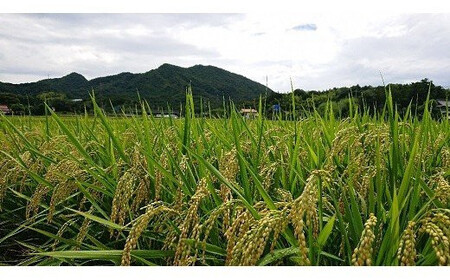 【定期便3回】【令和7年産】出雲神結米（つや姫）を毎月お届け！