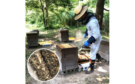【定期便3回】こだわりの山蜜　出雲はちみつ3個セット