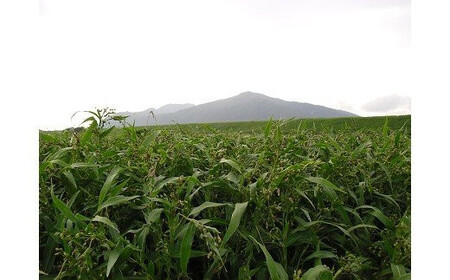 【定期便3回】発芽焙煎出雲はとむぎ茶(24本） を毎月お届け！
