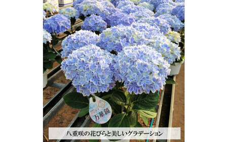 【2026年5月発送】島根県オリジナルアジサイ　万華鏡