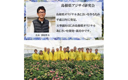 【2026年5月発送】島根県オリジナルアジサイ　万華鏡