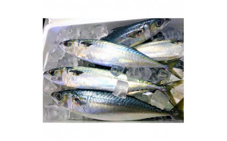 【出雲縁結び】かまぼこセット