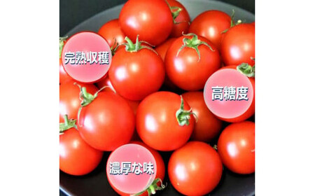 フルーツトマト【出雲の加田屋】加田屋トマト糖度7以上8未満