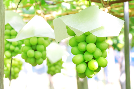 B-1179 冬季シャインマスカット 1kg