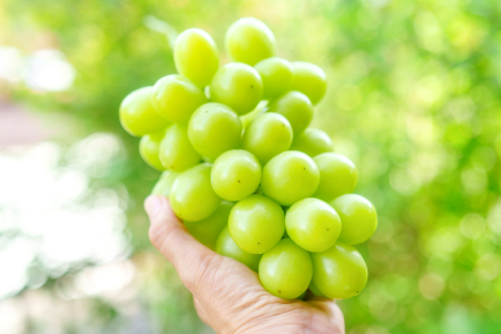 B-1179 冬季シャインマスカット 1kg