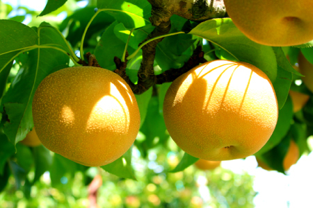 B-1281【先行予約】赤梨5kg【梨 赤梨 5kg 先行予約 なし ナシ pear 幸水 豊水 新興 新高 期間限定 季節限定 果物 くだもの フルーツ お取り寄せ 特産品 島根県 益田市】 6,930円