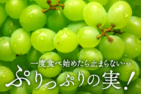 B-542 【先行予約】 シャインマスカット　2房【ぶどう シャインマスカット 種なし 先行予約 しゃいんますかっと 2房 たねなし 皮ごと 大粒 期間限定 季節限定】