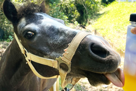 A-704 さんさん牧場の『バタフライピーティ―詰め合わせ』（引退競走馬の飼育寄付つき）