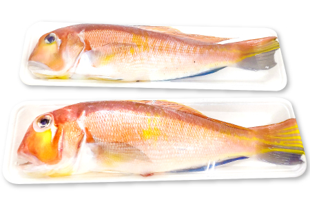 B-952 甘鯛(2匹) 800g~1.2㎏