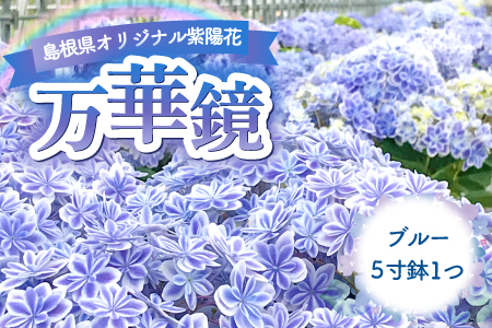 A-979 島根県オリジナルアジサイ「万華鏡」ブルー(5寸鉢)　1鉢