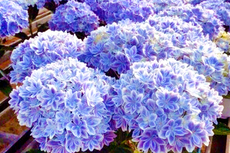 A-979 島根県オリジナルアジサイ「万華鏡」ブルー(5寸鉢)　1鉢