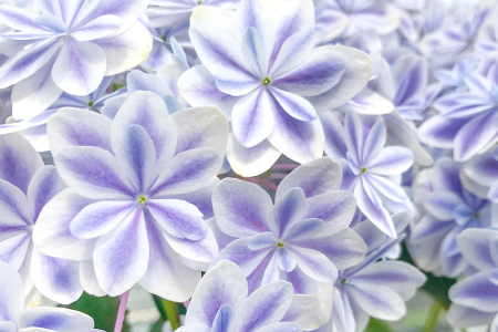 A-979 島根県オリジナルアジサイ「万華鏡」ブルー(5寸鉢)　1鉢