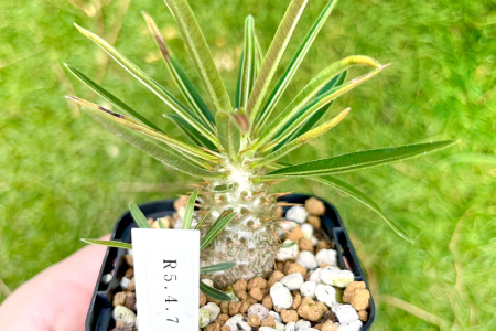 塊根植物・コーデックス mitu 塊根植物・コーデックス/盆栽、多肉植物、塊根植物、観葉植物