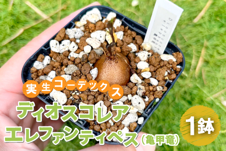 A-962 実生コーデックス(塊根植物)ディオスコレアエレファンティペス1鉢