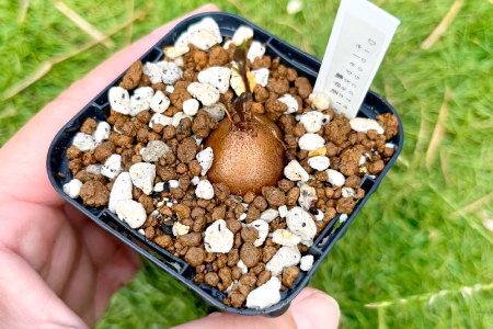 A-962 実生コーデックス(塊根植物)ディオスコレアエレファンティペス1鉢