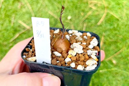 A-962 実生コーデックス(塊根植物)ディオスコレアエレファンティペス1鉢