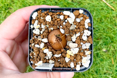 A-962 実生コーデックス(塊根植物)ディオスコレアエレファンティペス1鉢