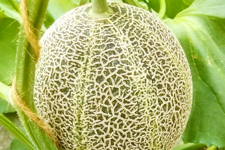 C-528【先行予約】特選アムスメロン 5kg（4～5玉）糖度16度以上【特選 アムスメロン 5kg 4～5玉 糖度 16度以上 高糖度 季節限定 期間限定 果物 フルーツ お土産 プレゼント 贈り物 贈答 ギフト ご褒美 贅沢 メロン】