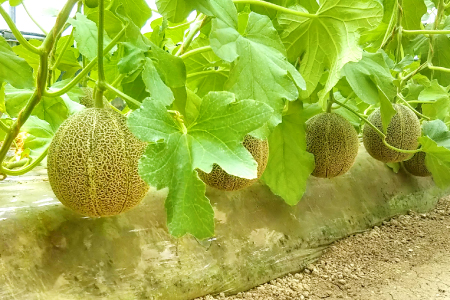 C-528【先行予約】特選アムスメロン 5kg（4～5玉）糖度16度以上【特選 アムスメロン 5kg 4～5玉 糖度 16度以上 高糖度 季節限定 期間限定 果物 フルーツ お土産 プレゼント 贈り物 贈答 ギフト ご褒美 贅沢 メロン】