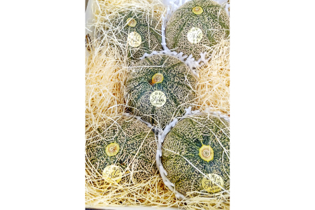 C-528【先行予約】特選アムスメロン 5kg（4～5玉）糖度16度以上【特選 アムスメロン 5kg 4～5玉 糖度 16度以上 高糖度 季節限定 期間限定 果物 フルーツ お土産 プレゼント 贈り物 贈答 ギフト ご褒美 贅沢 メロン】