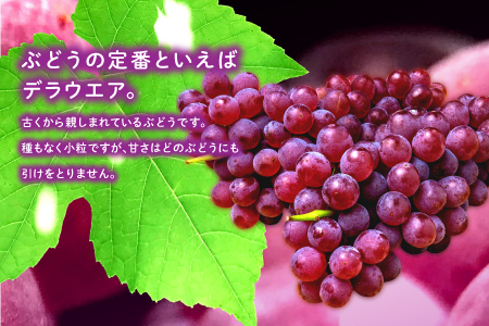 B-545 【先行予約】今が旬！デラウエア 2kg【ぶどう デラウェア 先行予約 期間限定 季節限定 早期予約 果物 くだもの フルーツ 葡萄 ブドウ】