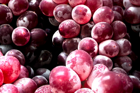 B-545 【先行予約】今が旬！デラウエア 2kg【ぶどう デラウェア 先行予約 期間限定 季節限定 早期予約 果物 くだもの フルーツ 葡萄 ブドウ】