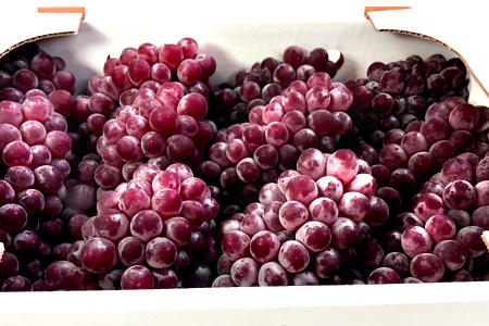 B-545 【先行予約】今が旬！デラウエア 2kg【ぶどう デラウェア 先行予約 期間限定 季節限定 早期予約 果物 くだもの フルーツ 葡萄 ブドウ】