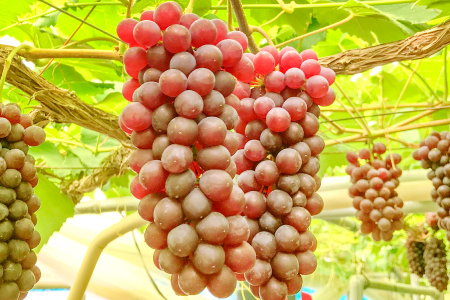 A-408 椋さんのこだわり デラウェア 1kg【デラウェア 先行予約 デラウエア 先行 果物 くだもの フルーツ ブドウ ぶどう 葡萄 期間限定 季節限定 早期予約 糖度18度以上 種なし】