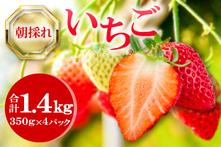 A-1064 朝採れ　いちご 1.4kg（350g×4パック）【先行予約 いちご 果物 フルーツ 苺 イチゴ 1.4kg 350g 4パック 朝採れ 新鮮 ジューシー 冷蔵 期間限定 季節限定 早期予約】
