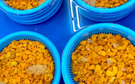 【先行予約】サロマ湖産 無添加 バフンウニ 800g（100g×8）海水パック（2026年4月以降順次発送予定） SRMA024