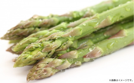 露地栽培 グリーンアスパラ 1.5kg （M～L） 北海道 佐呂間産 （2026年5月出荷開始先行予約） SRMM018