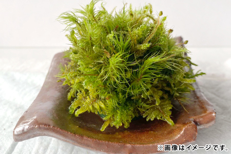 苔のしずく【 苔 こけ テラリウム 飾り インテリア お洒落 唯一無二 自然 】
