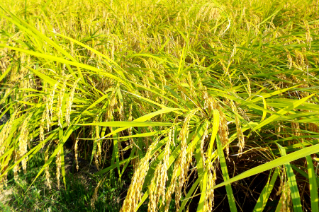 令和７年島根県産きぬむすめ10㎏（5㎏×2袋）【令和7年産 お米 きぬむすめ 10kg キヌムスメ 2025年産 米 おこめ こめ 島根県産】