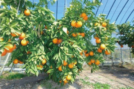 とっさんの真っ赤っかオレンジ（ブラッドオレンジ：モロ種）（配達指定日不可）【ブラッドオレンジ 1箱 1.5kg～2kg くだもの 果物 フルーツ スムージー ジュース】