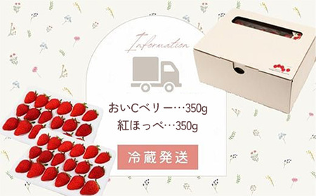 おいCベリーと紅ほっぺの食べ比べセット【約350g×2パック 苺 冷蔵 島根県 安来市】【14-IA-02】