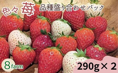 「色々苺」品種盛り合わせパック 品種かわかるメモ付【食べ比べ いちご 約290g×2パック 苺 冷蔵 安来】