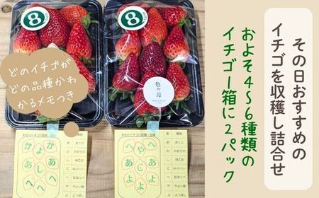 「色々苺」品種盛り合わせパック 品種かわかるメモ付【食べ比べ いちご 約290g×2パック 苺 冷蔵 安来】